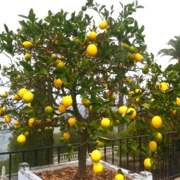 Limon Fidanı Yediveren 80-100 Cm