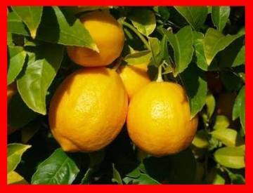 Limon Fidanı Yediveren 80-100 Cm