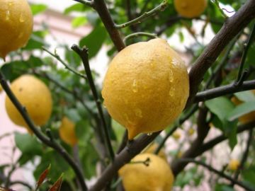 Limon Fidanı Yediveren 80-100 Cm