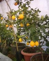 Limon Fidanı Yediveren 80-100 Cm