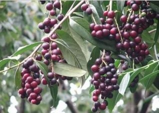 Karayemiş Laz Üzümü Cerasus Trapezuntuna 60-80 Cm
