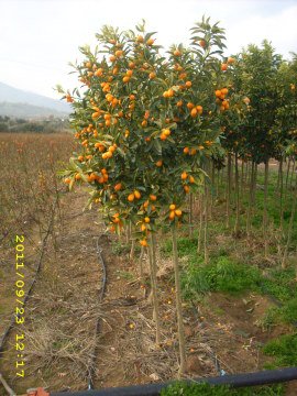 Kumkuat Fidanı Kumkat Kamkat Meyveli 40-50 Cm