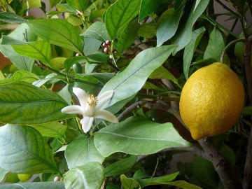 Limon Fidanı Kütdiken