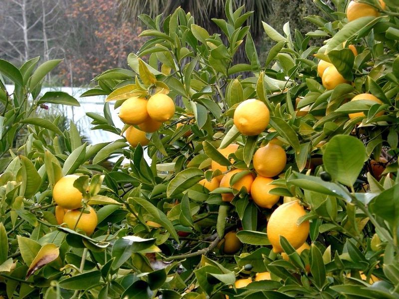 Limon Fidanı Yediveren Saksıda 130-140 cm