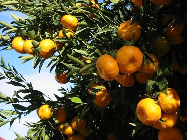 Mandalina fidanı Satsuma