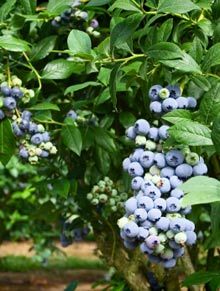 Yaban Mersini Jubile  Likapa Fidanı Blueberry 20-30 Cm