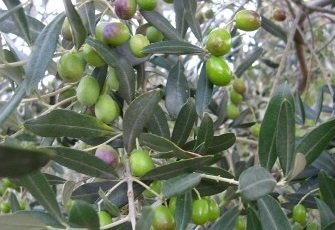 Zeytin Fidanı Gemlik 60-80 Cm