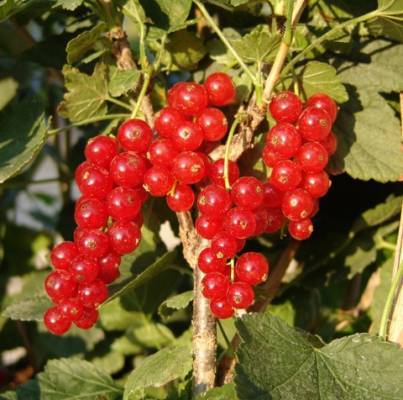 Frenk Üzümü Fidanı Red Lake Ribes Rubnum