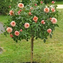 Baston Gül Standard Roses 120-150 Cm