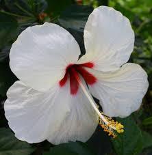 japon Gülü Beyaz Çiçekli Hibiscus Rosa Chinensis