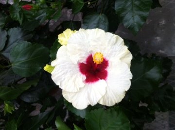 japon Gülü Beyaz Çiçekli Hibiscus Rosa Chinensis