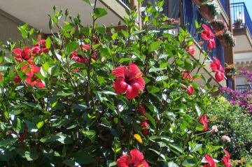 japon Gülü Kırmızı Çiçekli Hibiscus Rosa Chinensis