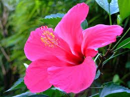 japon Gülü Pembe Çiçekli Hibiscus Rosa Chinensis