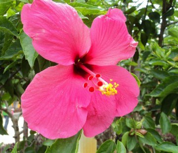 japon Gülü Pembe Çiçekli Hibiscus Rosa Chinensis